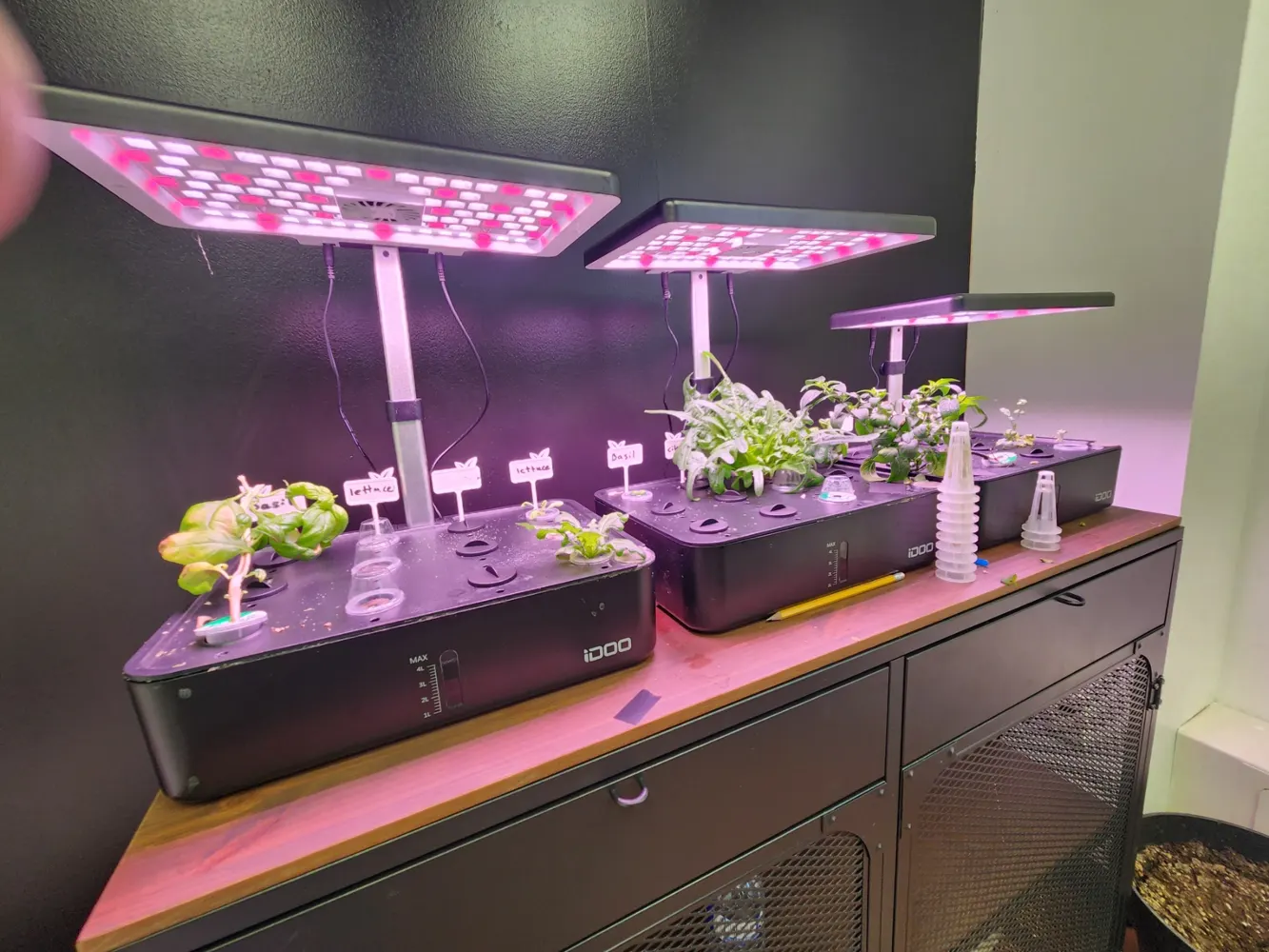 Plants growing in the SkillsHub horticulture lab